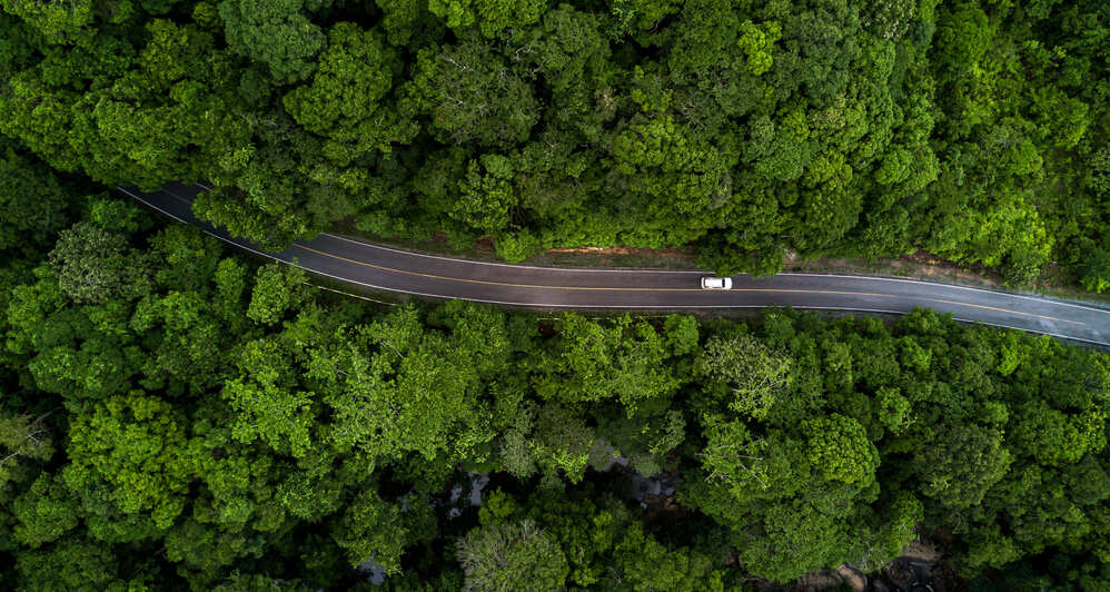 estrada na floresta